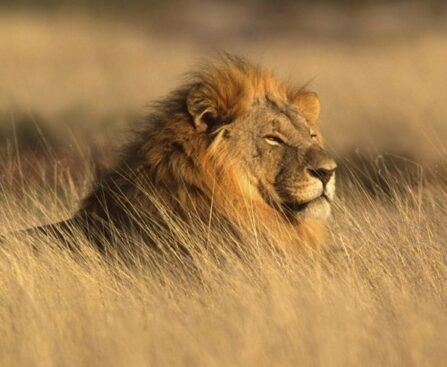 Masai mara