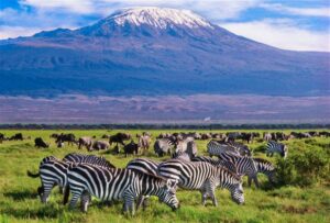amboseli bats trips