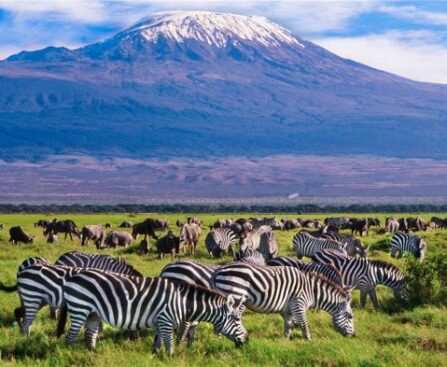 amboseli bats trips