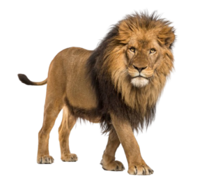 lion-removebg-preview