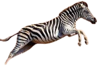 zebra-removebg-preview